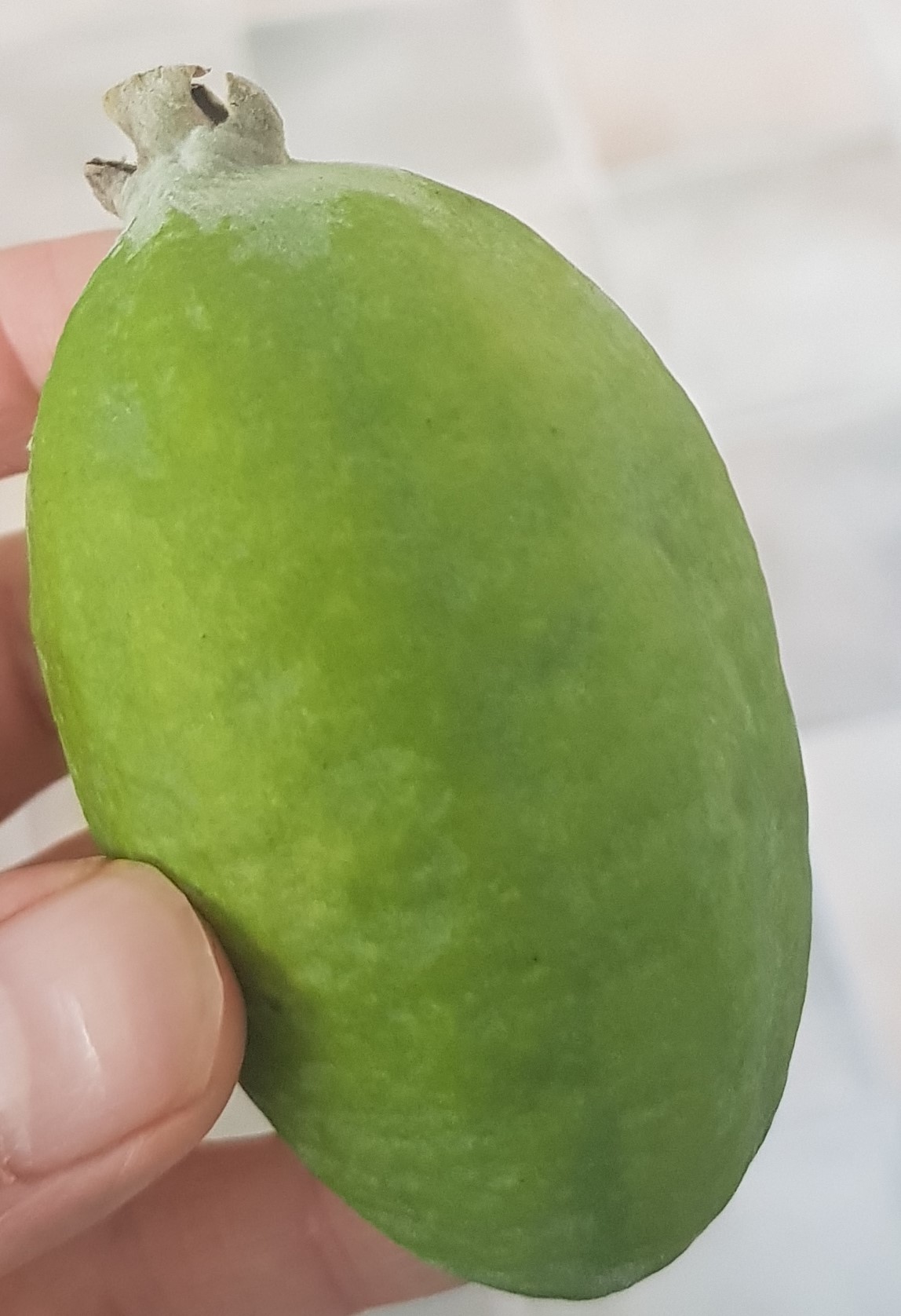 Feijoa 1