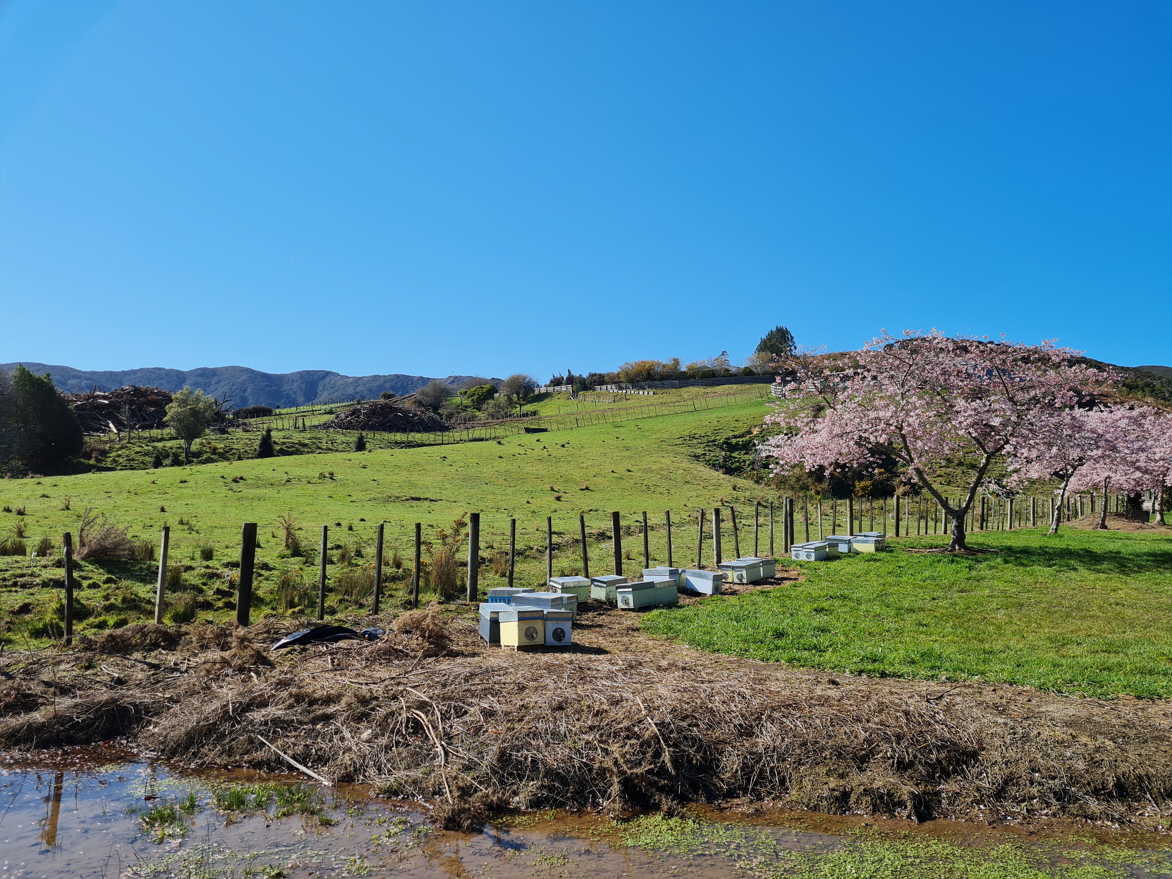 Bee house