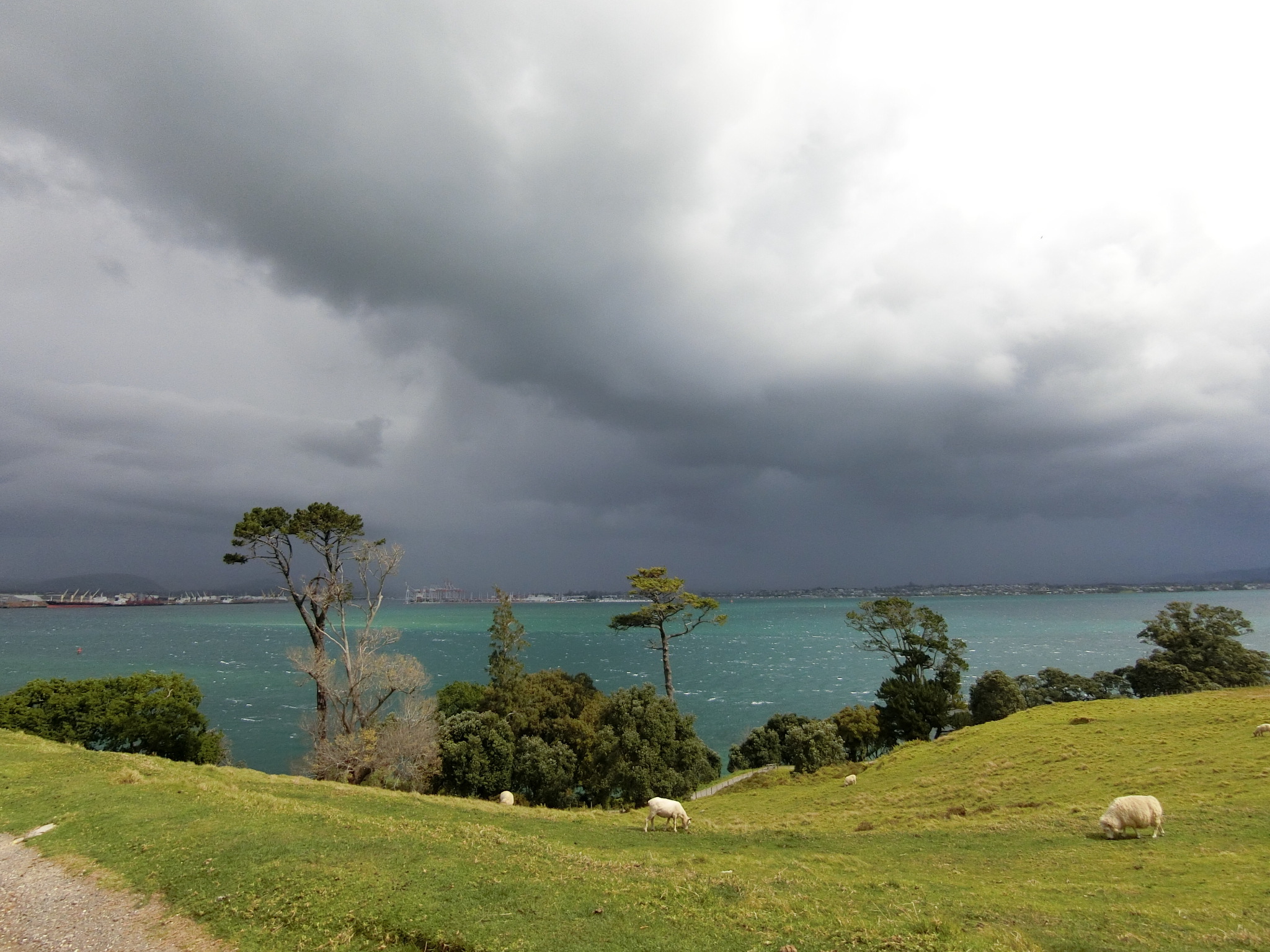 sheep in Mt Maunganui